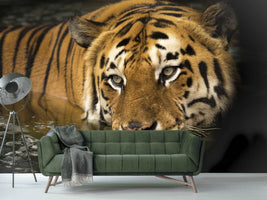 photo-wallpaper-tiger-in-the-water