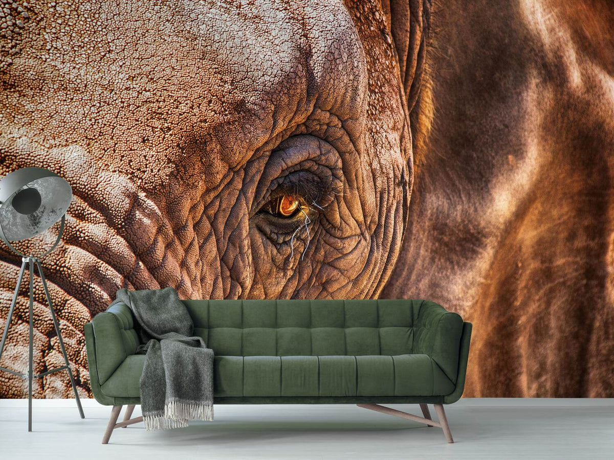 photo-wallpaper-the-look-of-the-elephant