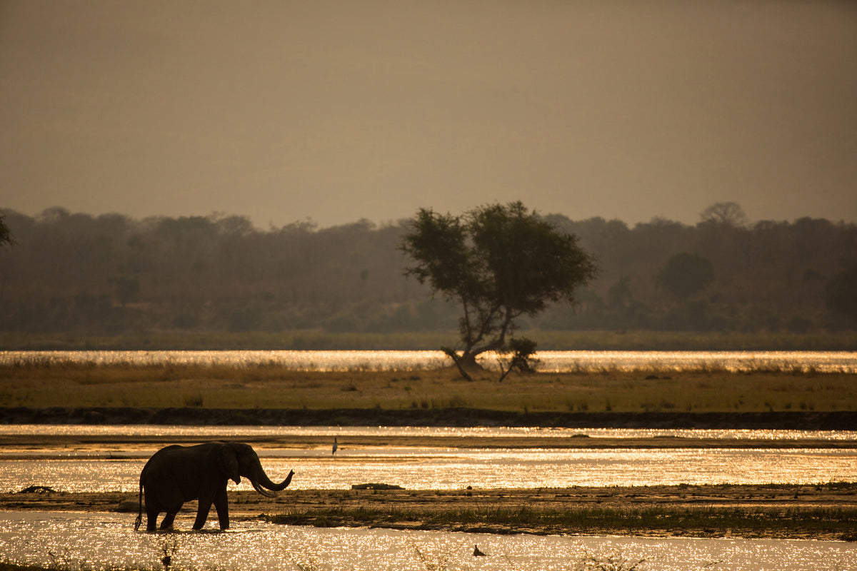 photo-wallpaper-elephant-alone-in-the-steppe