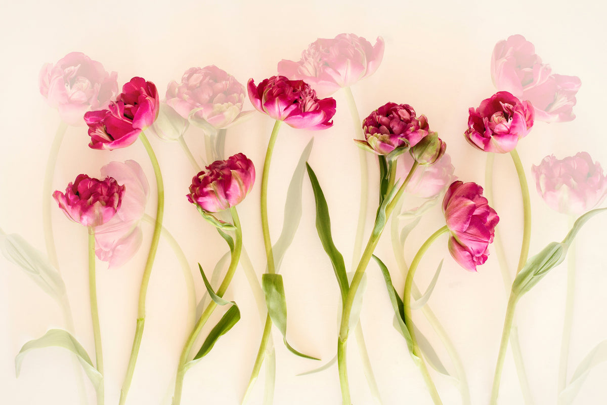 photo-wallpaper-tulips-xgj