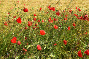 photo-wallpaper-the-poppy-in-the-wind