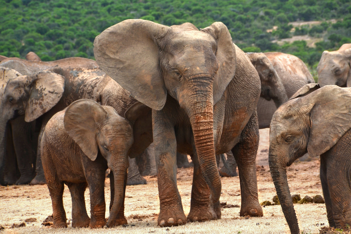 photo-wallpaper-elephant-herd-in-africa