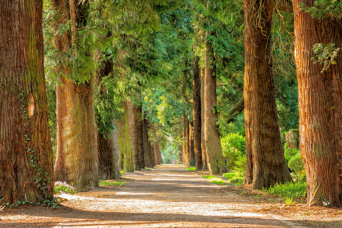 photo-wallpaper-the-green-avenue