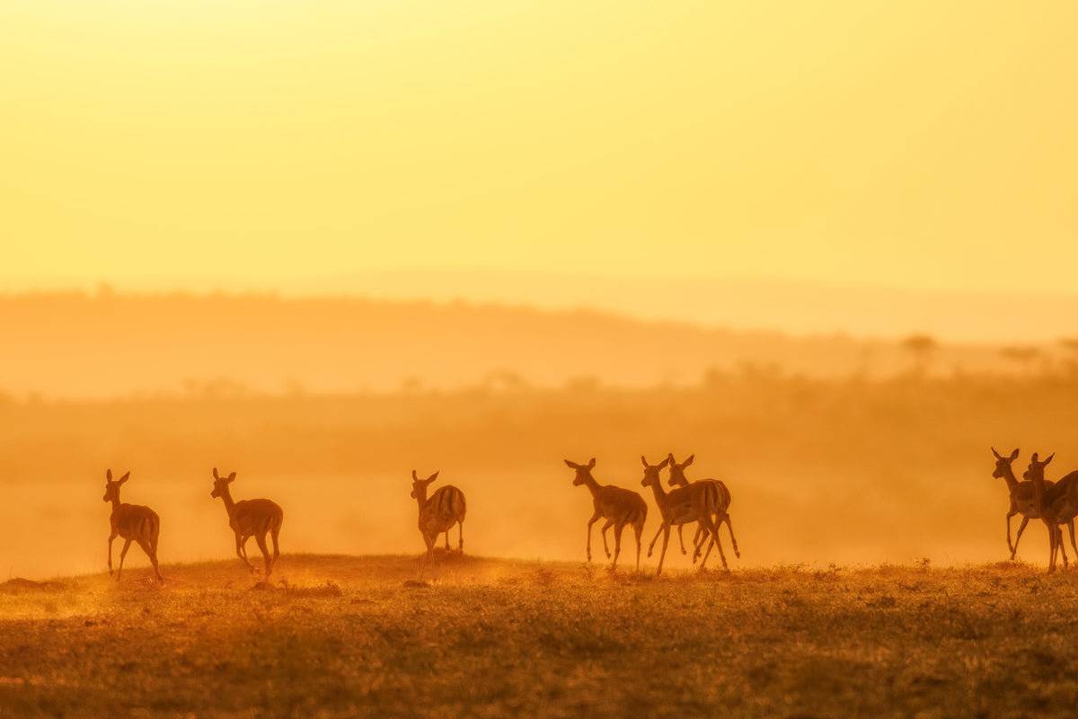 photo-wallpaper-towards-sunset-x