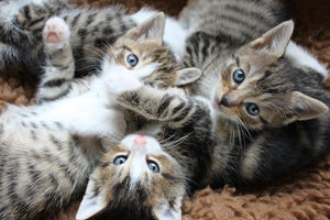 photo-wallpaper-many-kittens