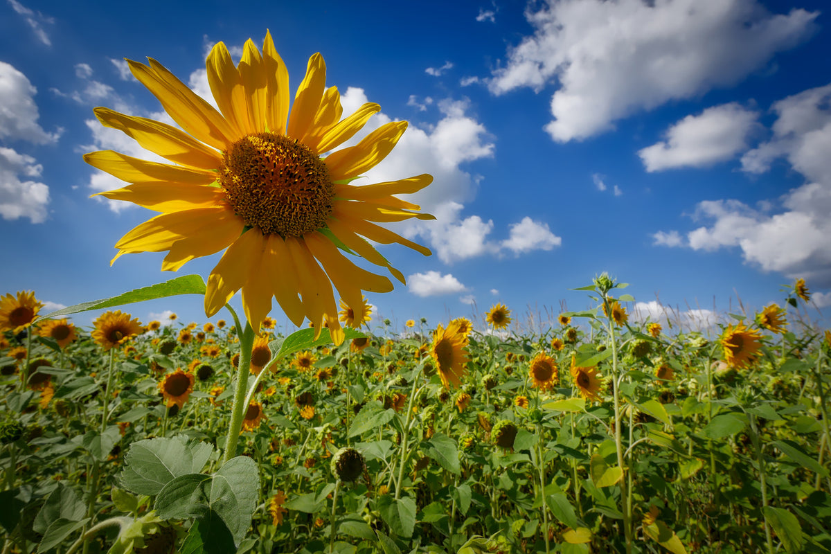 photo-wallpaper-a-sunflower-among-many