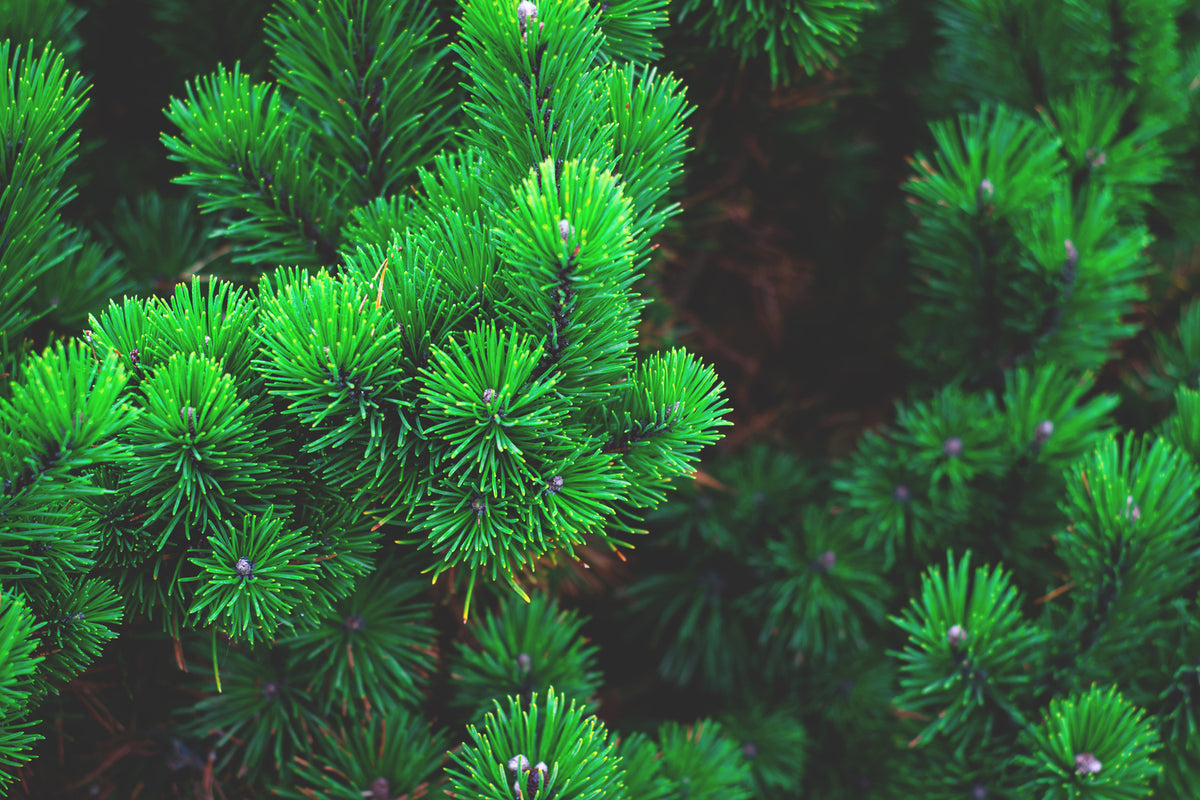 photo-wallpaper-pine-xl