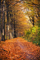 photo-wallpaper-deciduous-forest-in-autumn-light