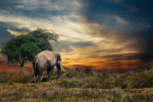 photo-wallpaper-the-elephant-in-the-sunset