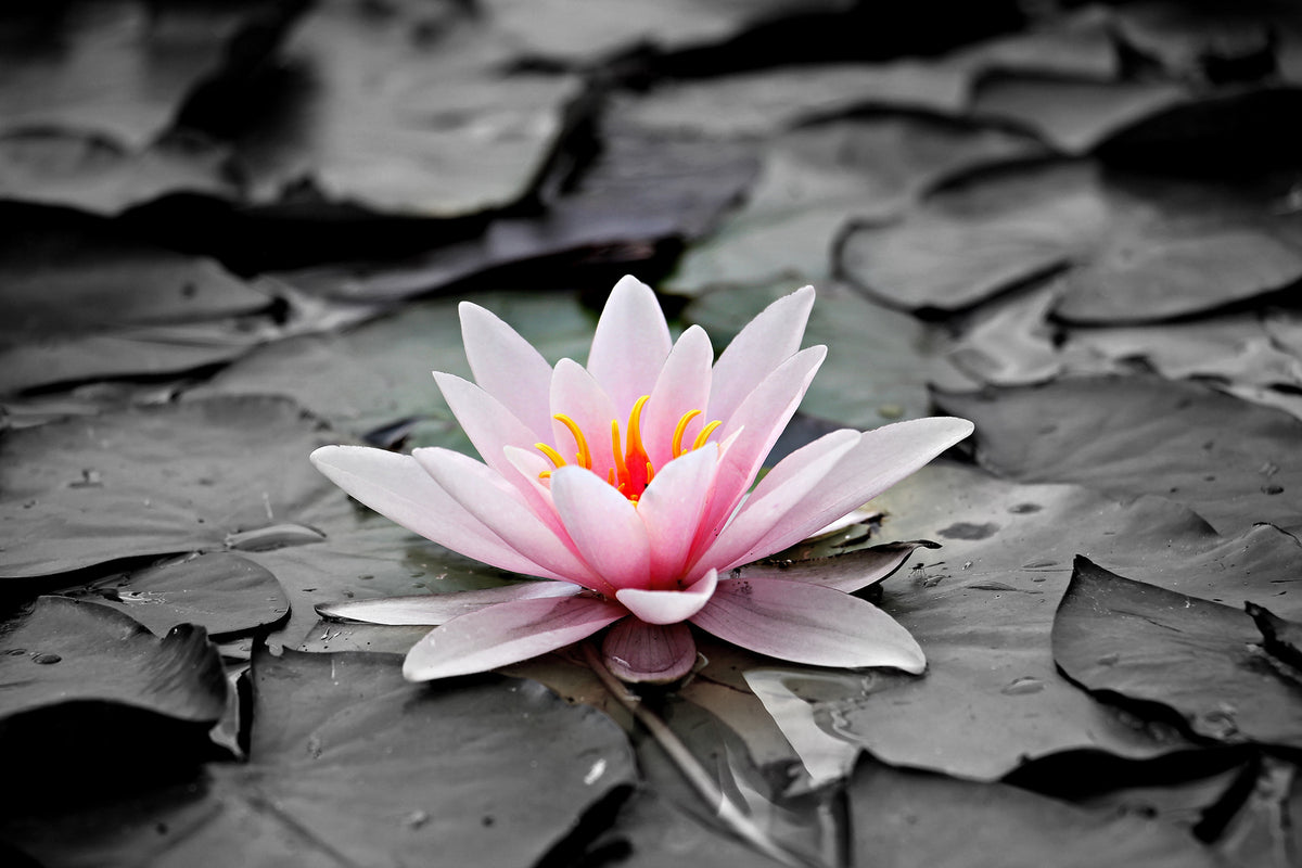 photo-wallpaper-the-art-of-water-lily