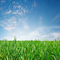 photo-wallpaper-the-grass