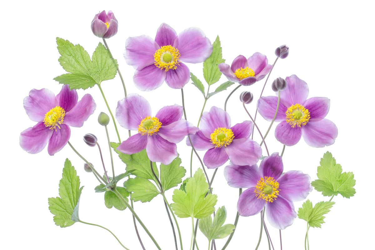 photo-wallpaper-anemone-hadspen-abundance-x