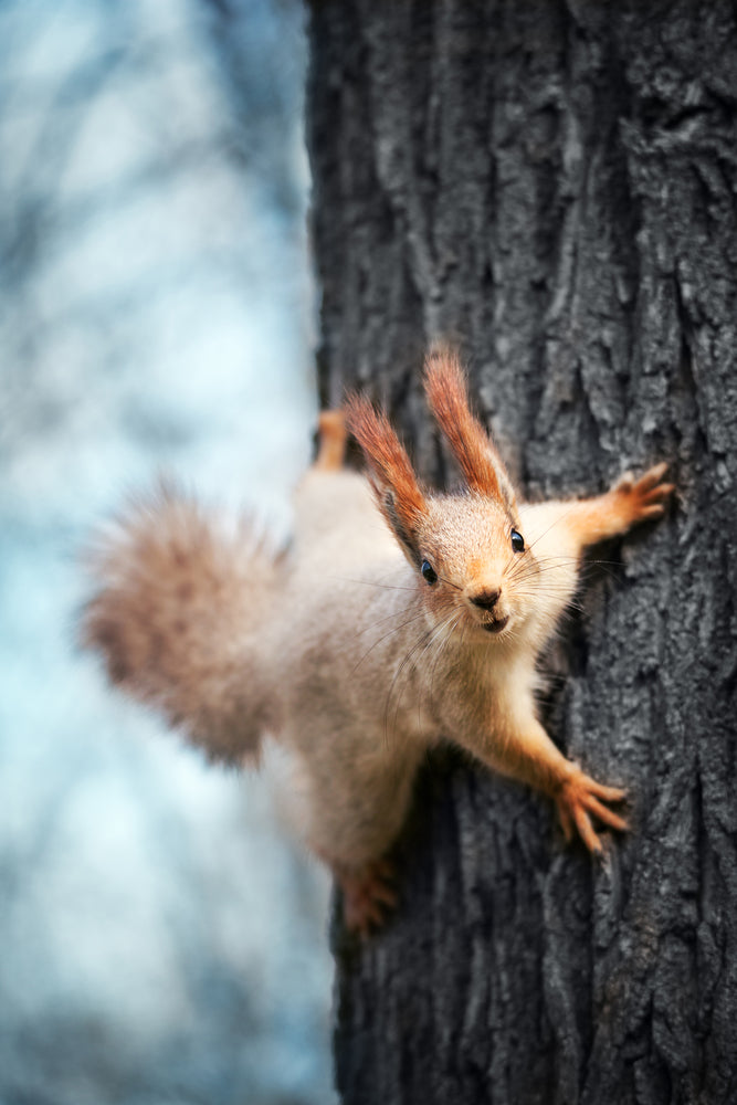 photo-wallpaper-the-squirrel