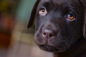 photo-wallpaper-cute-labrador-puppy