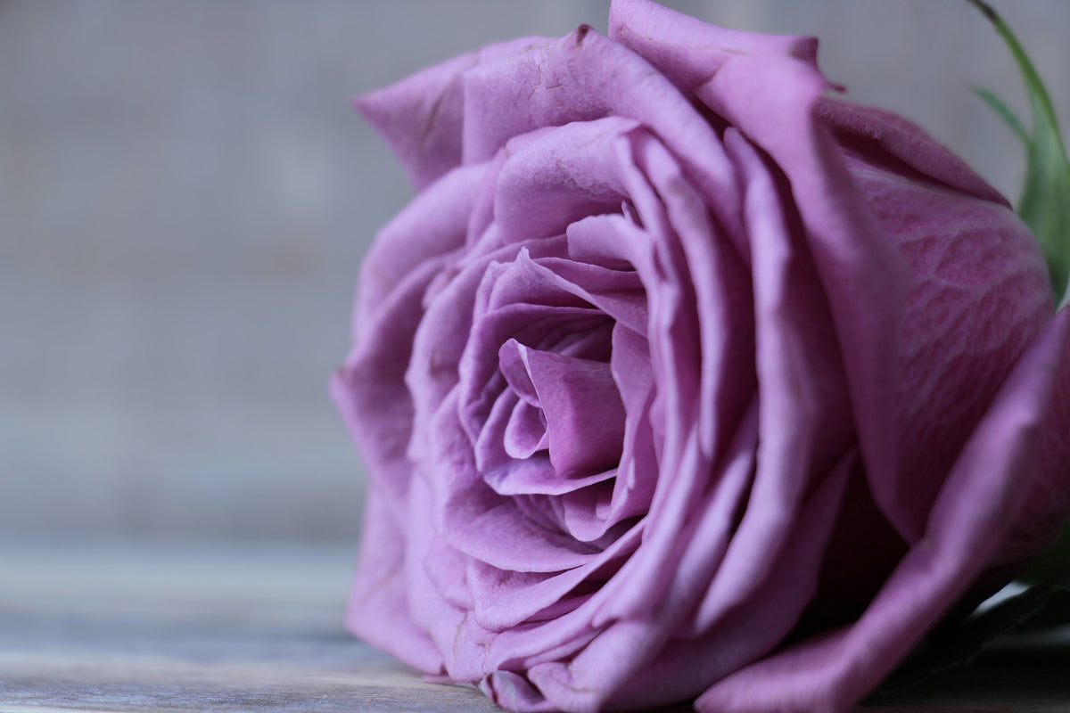 photo-wallpaper-rose-in-purple-xxl