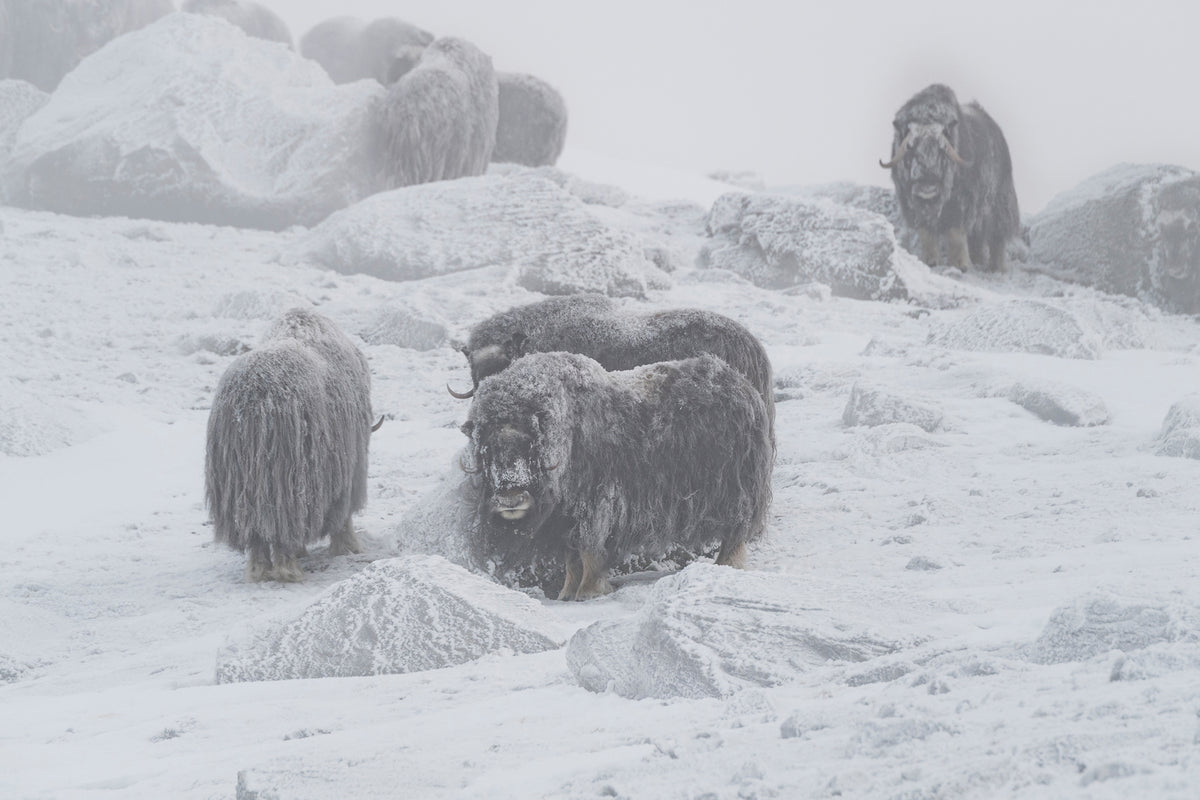 photo-wallpaper-muskox-x