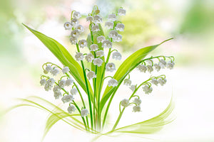 photo-wallpaper-lily-of-the-valley-ii