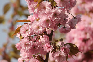 photo-wallpaper-the-ornamental-cherry