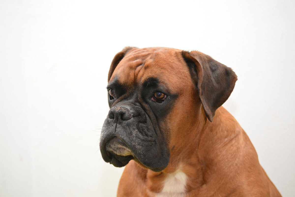 photo-wallpaper-boxer-the-watchdog