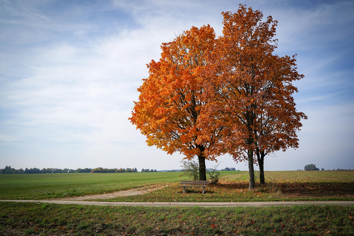 photo-wallpaper-the-3-trees