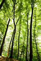 photo-wallpaper-forest