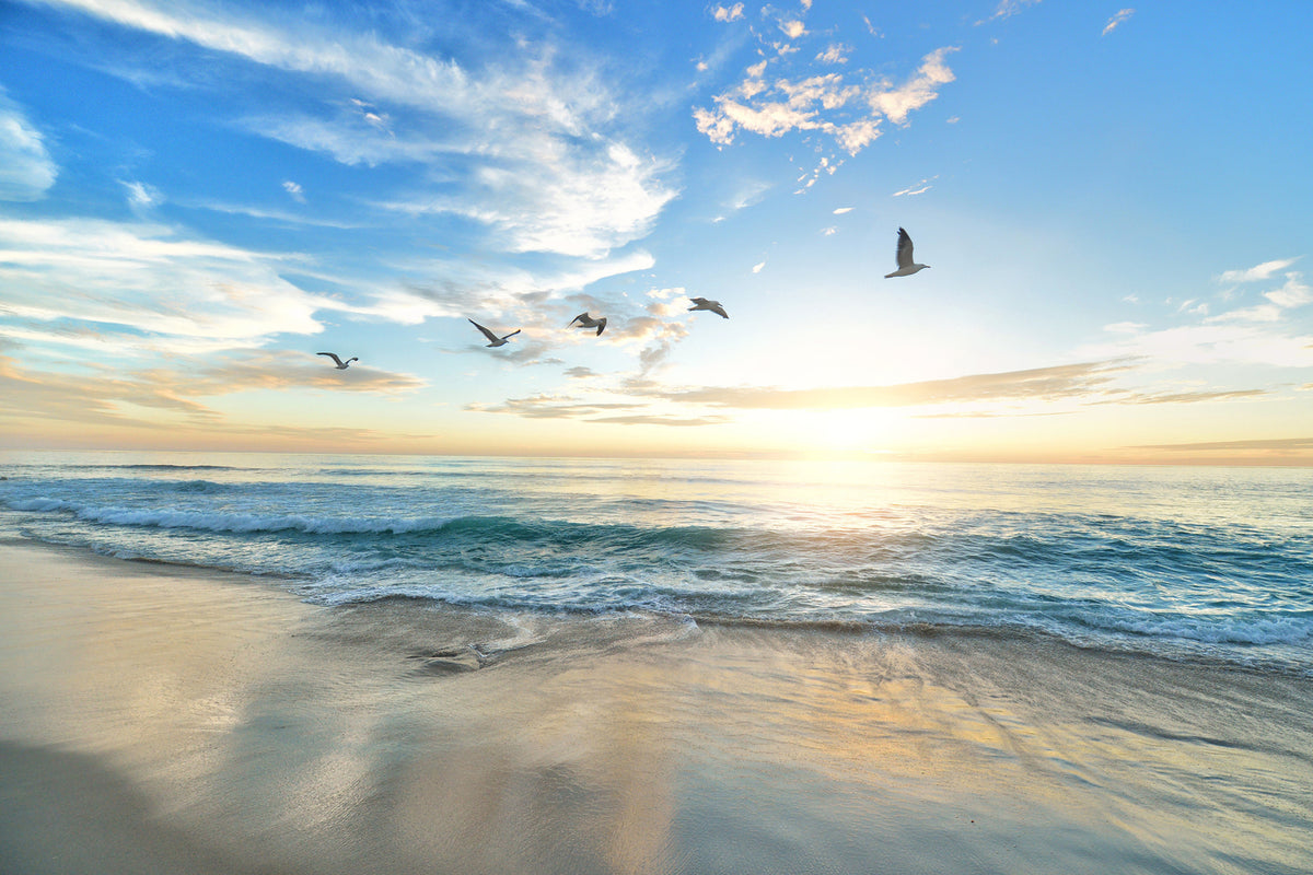 photo-wallpaper-the-seagulls-and-the-sea-at-sunrise