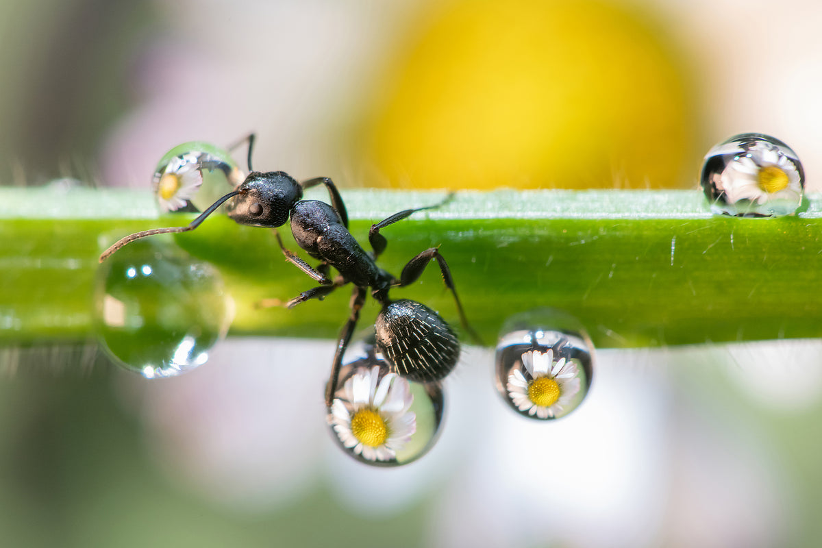 photo-wallpaper-the-ant-between-the-drops