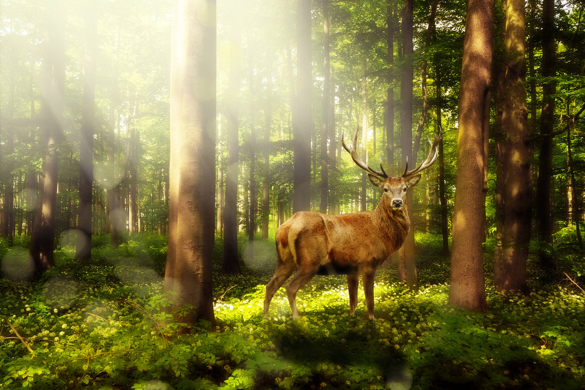 photo-wallpaper-attention-deer