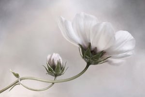 photo-wallpaper-simply-cosmos