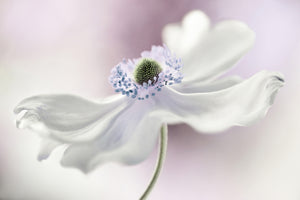 photo-wallpaper-anemone-breeze