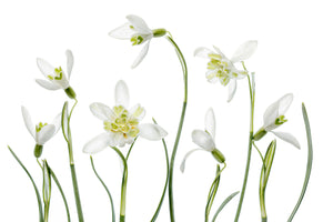 photo-wallpaper-spring-snowdrops