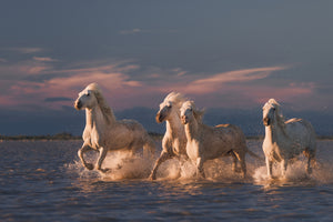 photo-wallpaper-angels-of-camargue