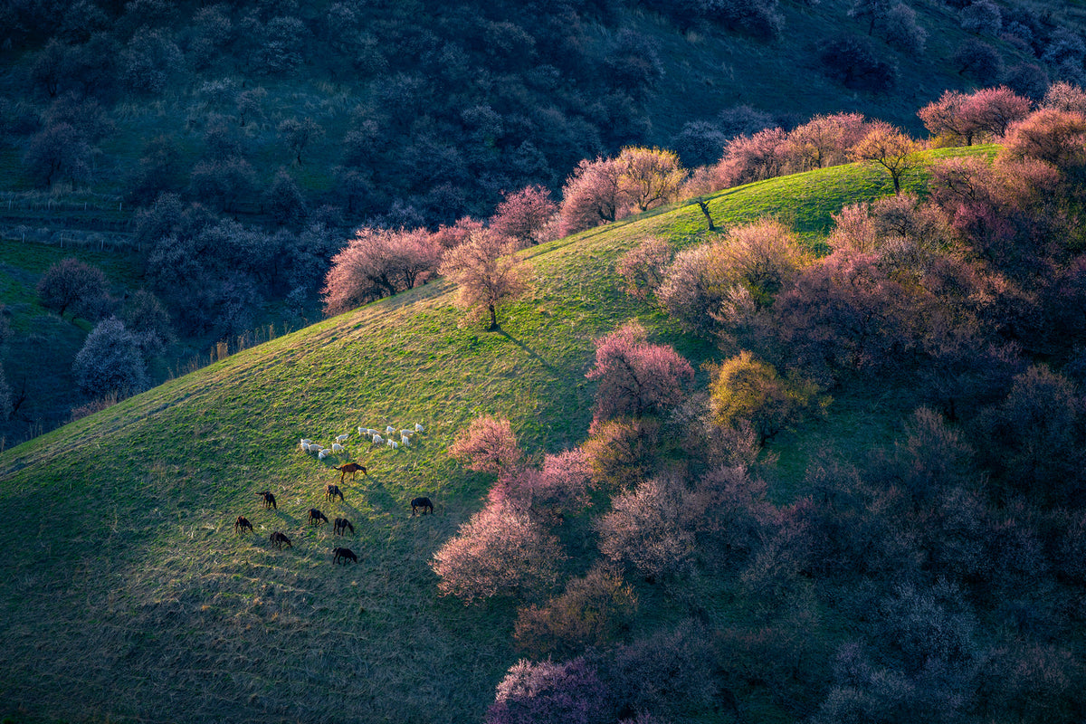 photo-wallpaper-sunset-in-the-primitive-wild-apricot-forest-x