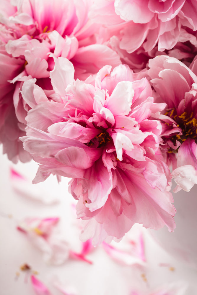 photo-wallpaper-peonies