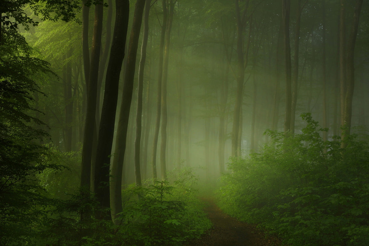 photo-wallpaper-forest-morning