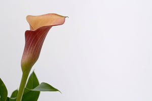 photo-wallpaper-calla-in-xl