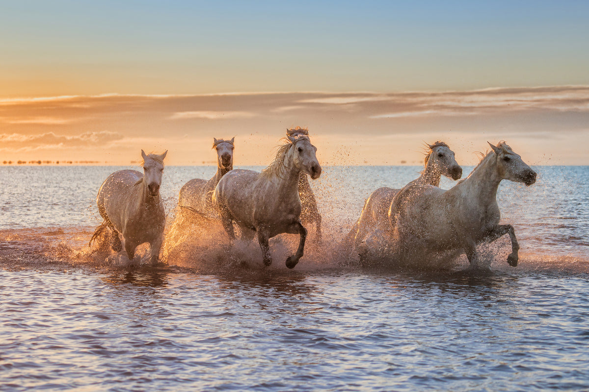 photo-wallpaper-camargue-horses-ii-x