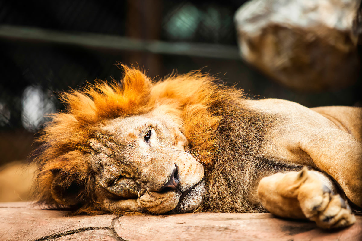 photo-wallpaper-relaxed-lion