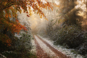 photo-wallpaper-frosty-fall-x