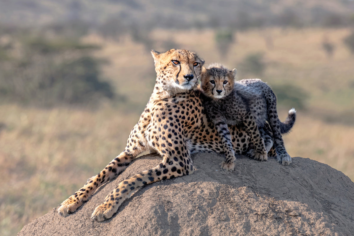 photo-wallpaper-cheetah-and-cup-x