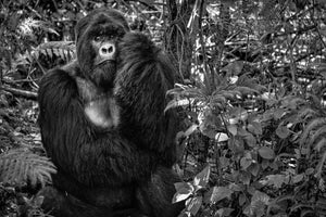 photo-wallpaper-kwitonda-silverback