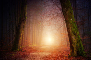 photo-wallpaper-autumn-in-the-woods