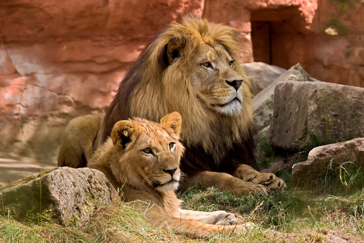 photo-wallpaper-a-lion-couple