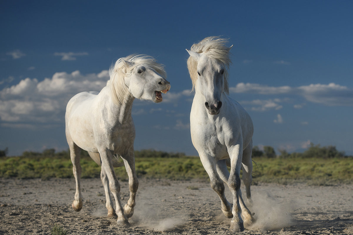 photo-wallpaper-white-horses-x