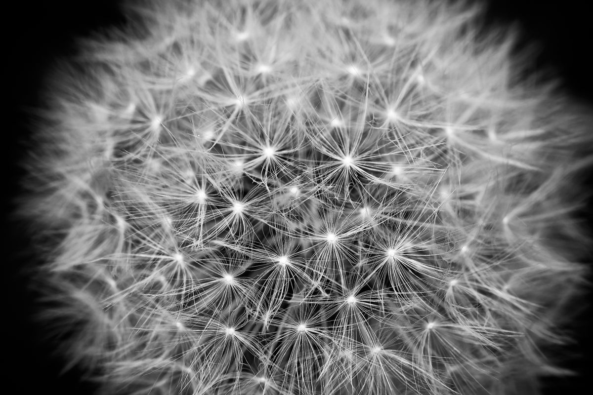 photo-wallpaper-dandelion-in-xxl