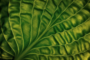 photo-wallpaper-leaf-of-a-hosta