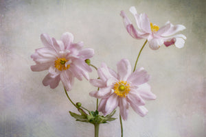 photo-wallpaper-anemones