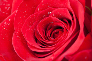 photo-wallpaper-red-rose-in-morning-dew