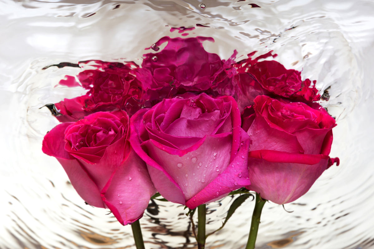 photo-wallpaper-the-rose-reflection