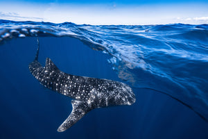 photo-wallpaper-whale-shark-on-split-level